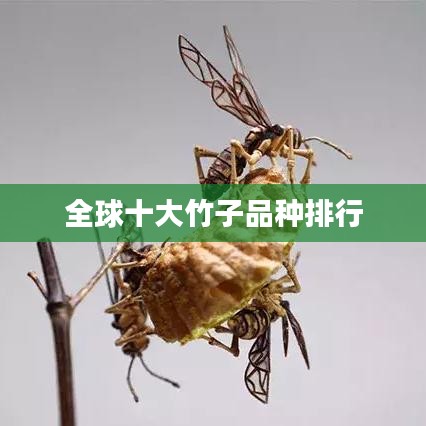 全球十大竹子品種排行
