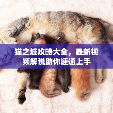 貓之城攻略大全，最新視頻解說助你速通上手
