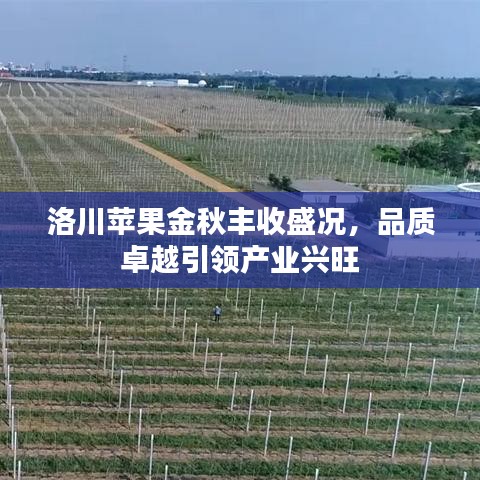 洛川蘋(píng)果金秋豐收盛況，品質(zhì)卓越引領(lǐng)產(chǎn)業(yè)興旺