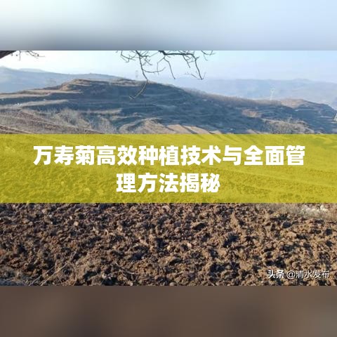 萬(wàn)壽菊高效種植技術(shù)與全面管理方法揭秘