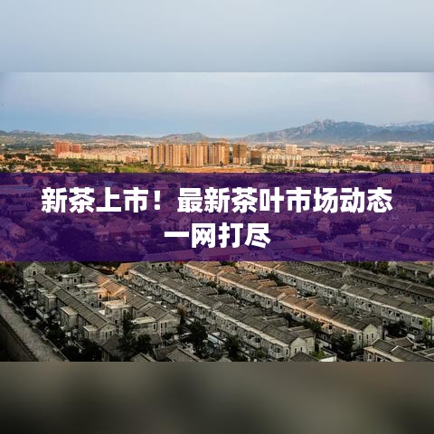 新茶上市！最新茶葉市場動態(tài)一網(wǎng)打盡