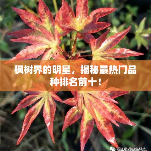 楓樹界的明星，揭秘最熱門品種排名前十！