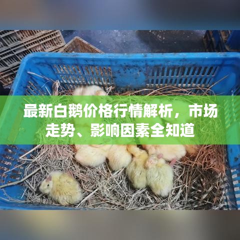最新白鵝價(jià)格行情解析，市場(chǎng)走勢(shì)、影響因素全知道