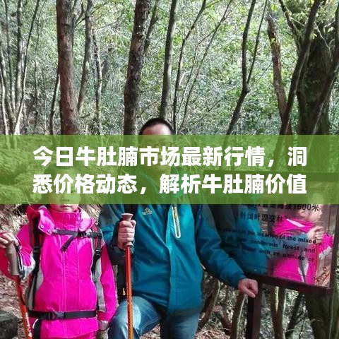 今日牛肚腩市場最新行情，洞悉價格動態(tài)，解析牛肚腩價值揭秘