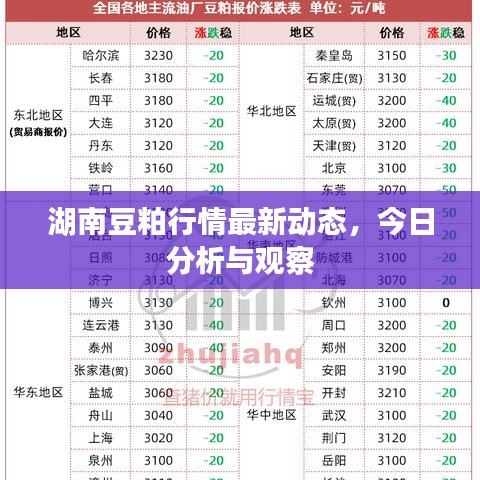 湖南豆粕行情最新動態(tài)，今日分析與觀察