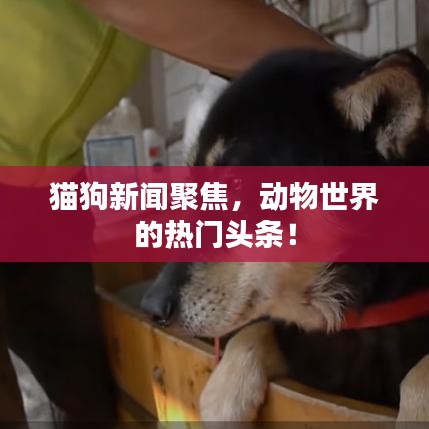貓狗新聞聚焦，動物世界的熱門頭條！