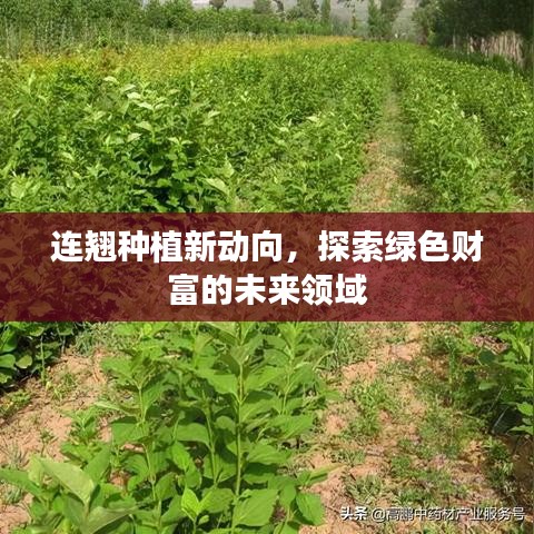 連翹種植新動(dòng)向，探索綠色財(cái)富的未來領(lǐng)域