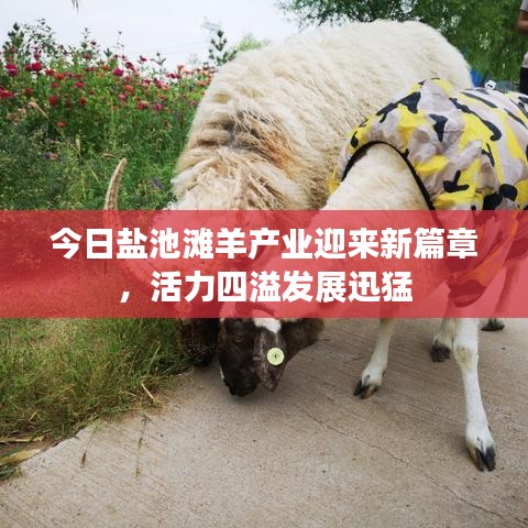 今日鹽池灘羊產(chǎn)業(yè)迎來新篇章，活力四溢發(fā)展迅猛