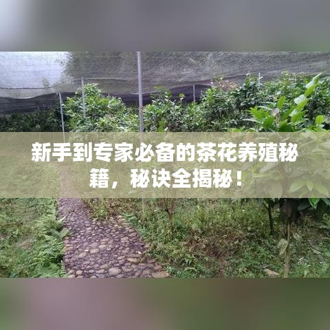 新手到專家必備的茶花養(yǎng)殖秘籍，秘訣全揭秘！