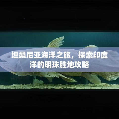 坦桑尼亞海洋之旅，探索印度洋的明珠勝地攻略