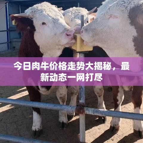 今日肉牛價格走勢大揭秘，最新動態(tài)一網(wǎng)打盡
