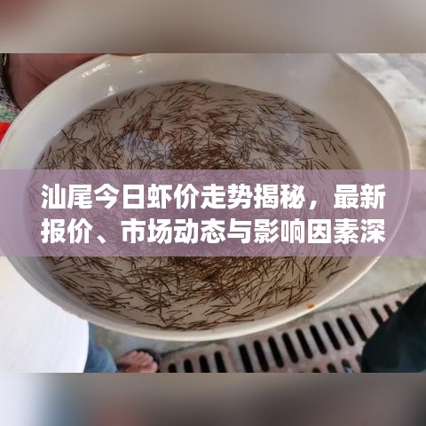 汕尾今日蝦價(jià)走勢(shì)揭秘，最新報(bào)價(jià)、市場(chǎng)動(dòng)態(tài)與影響因素深度解析