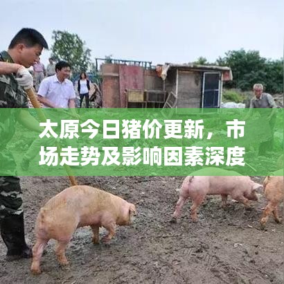 太原今日豬價更新，市場走勢及影響因素深度解析