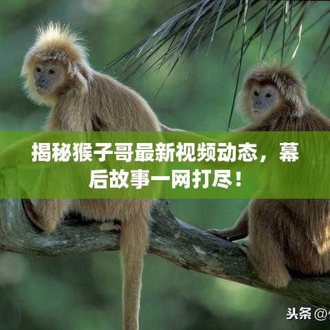 揭秘猴子哥最新視頻動(dòng)態(tài)，幕后故事一網(wǎng)打盡！