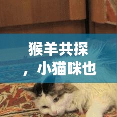 猴羊共探，小貓咪也要嘗鮮？獨(dú)特分享與探索之旅