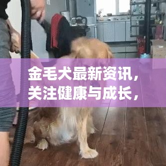 金毛犬最新資訊，關(guān)注健康與成長，專業(yè)解讀金毛成長秘籍