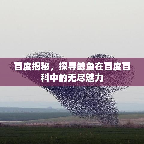 百度揭秘，探尋鯨魚在百度百科中的無盡魅力