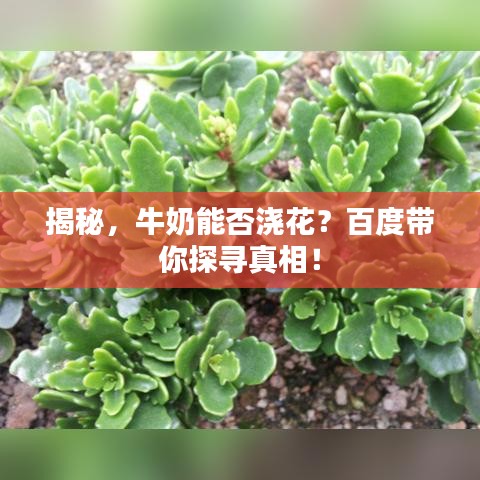 揭秘，牛奶能否澆花？百度帶你探尋真相！