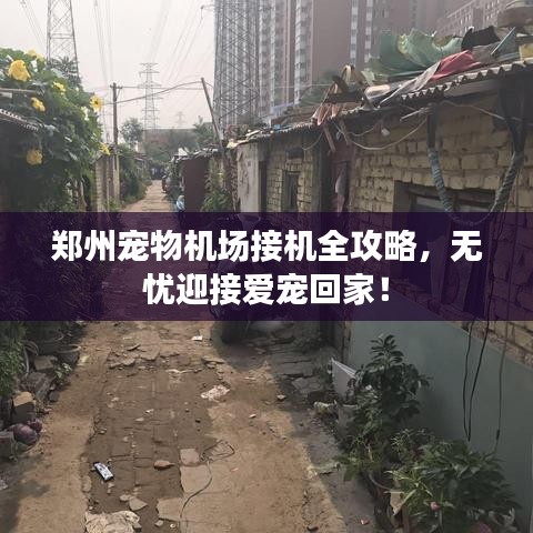 鄭州寵物機(jī)場(chǎng)接機(jī)全攻略，無憂迎接愛寵回家！