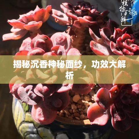 揭秘沉香神秘面紗，功效大解析