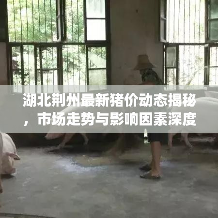 湖北荊州最新豬價動態(tài)揭秘，市場走勢與影響因素深度解析