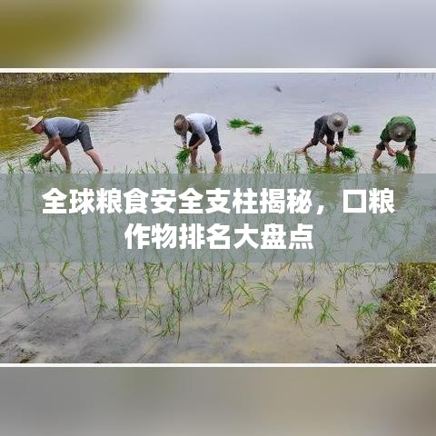 全球糧食安全支柱揭秘，口糧作物排名大盤點(diǎn)