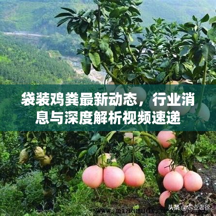 袋裝雞糞最新動態(tài)，行業(yè)消息與深度解析視頻速遞