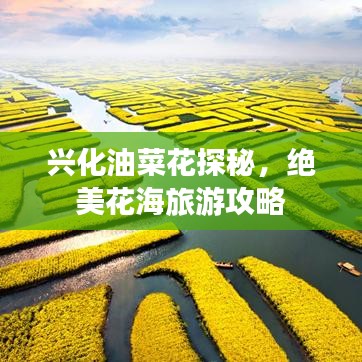 興化油菜花探秘，絕美花海旅游攻略