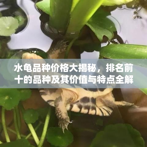 水龜品種價格大揭秘，排名前十的品種及其價值與特點(diǎn)全解析！