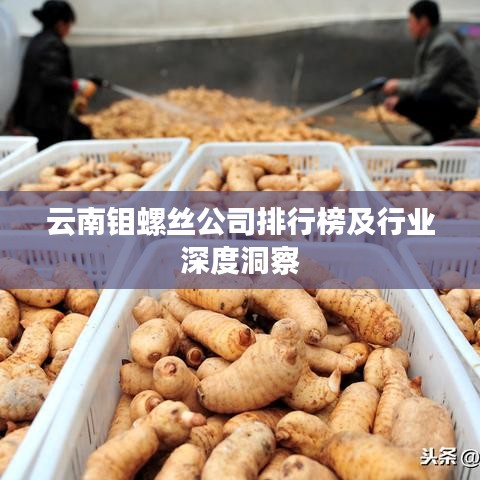 云南鉬螺絲公司排行榜及行業(yè)深度洞察