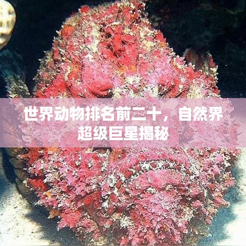世界動物排名前二十，自然界超級巨星揭秘