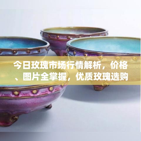 今日玫瑰市場行情解析，價格、圖片全掌握，優(yōu)質(zhì)玫瑰選購指南