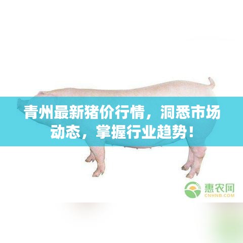 青州最新豬價行情，洞悉市場動態(tài)，掌握行業(yè)趨勢！