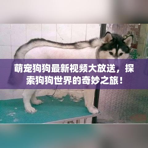 萌寵狗狗最新視頻大放送，探索狗狗世界的奇妙之旅！