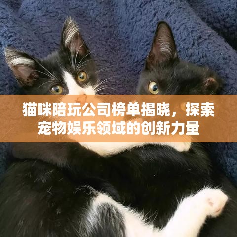 貓咪陪玩公司榜單揭曉，探索寵物娛樂領域的創(chuàng)新力量