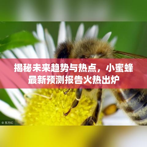 揭秘未來趨勢與熱點，小蜜蜂最新預(yù)測報告火熱出爐