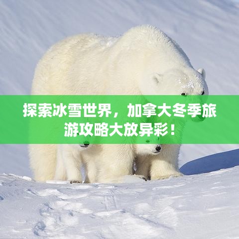 探索冰雪世界，加拿大冬季旅游攻略大放異彩！