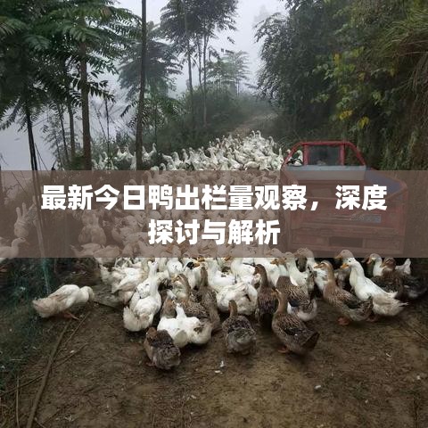 最新今日鴨出欄量觀察，深度探討與解析