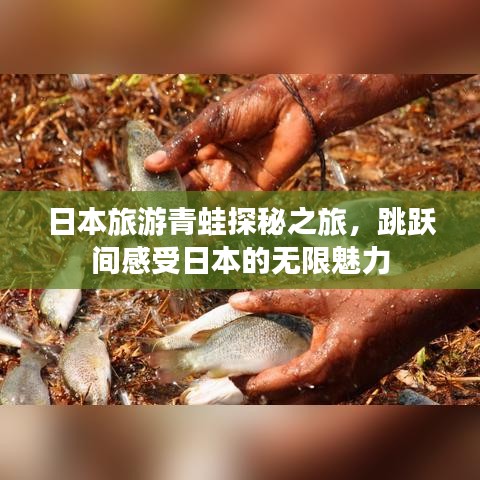 日本旅游青蛙探秘之旅，跳躍間感受日本的無(wú)限魅力