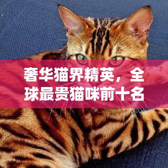 奢華貓界精英，全球最貴貓咪前十名排名揭秘