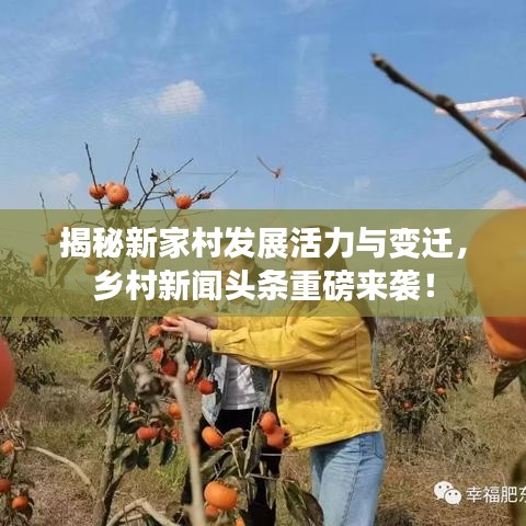 揭秘新家村發(fā)展活力與變遷，鄉(xiāng)村新聞頭條重磅來襲！