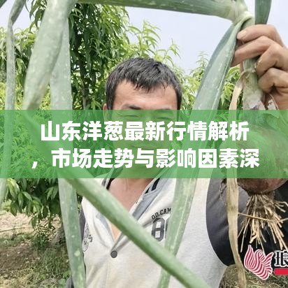 山東洋蔥最新行情解析，市場走勢與影響因素深度剖析