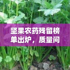 堅果農(nóng)藥殘留榜單出爐，質(zhì)量問題引關(guān)注