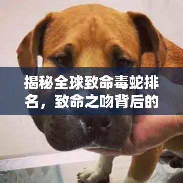 揭秘全球致命毒蛇排名，致命之吻背后的恐怖力量