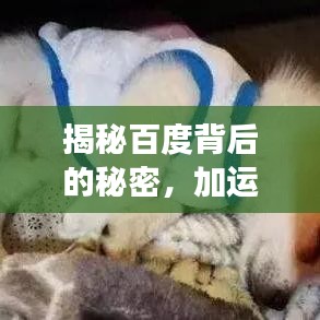 揭秘百度背后的秘密，加運(yùn)美背后的故事與無限可能