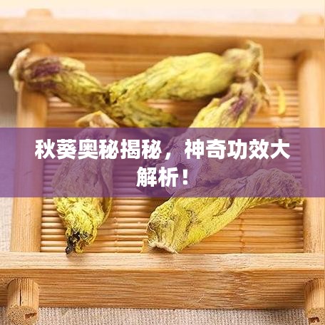秋葵奧秘揭秘，神奇功效大解析！