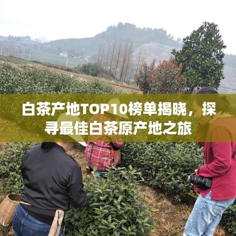 白茶產(chǎn)地TOP10榜單揭曉，探尋最佳白茶原產(chǎn)地之旅