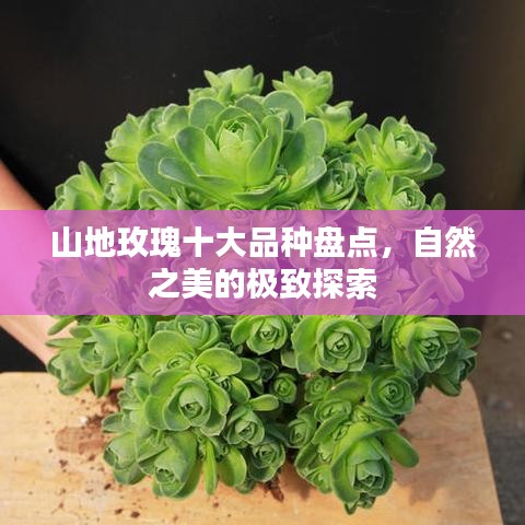 山地玫瑰十大品種盤點，自然之美的極致探索