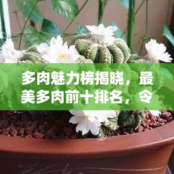 多肉魅力榜揭曉，最美多肉前十排名，令人陶醉的迷人風(fēng)采