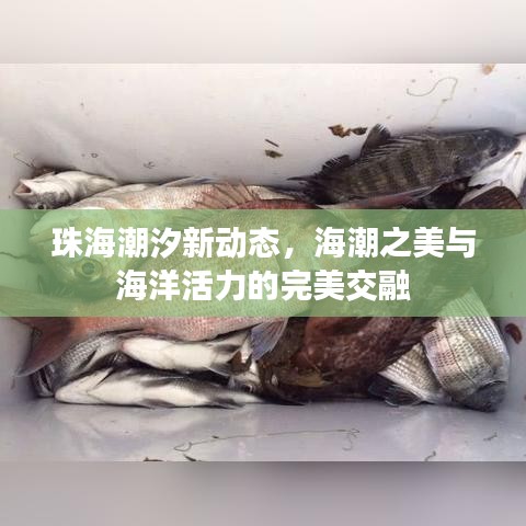 珠海潮汐新動態(tài)，海潮之美與海洋活力的完美交融